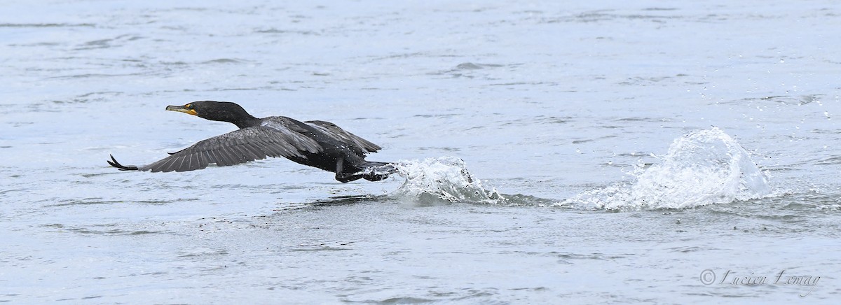 Double-crested Cormorant - ML638326364