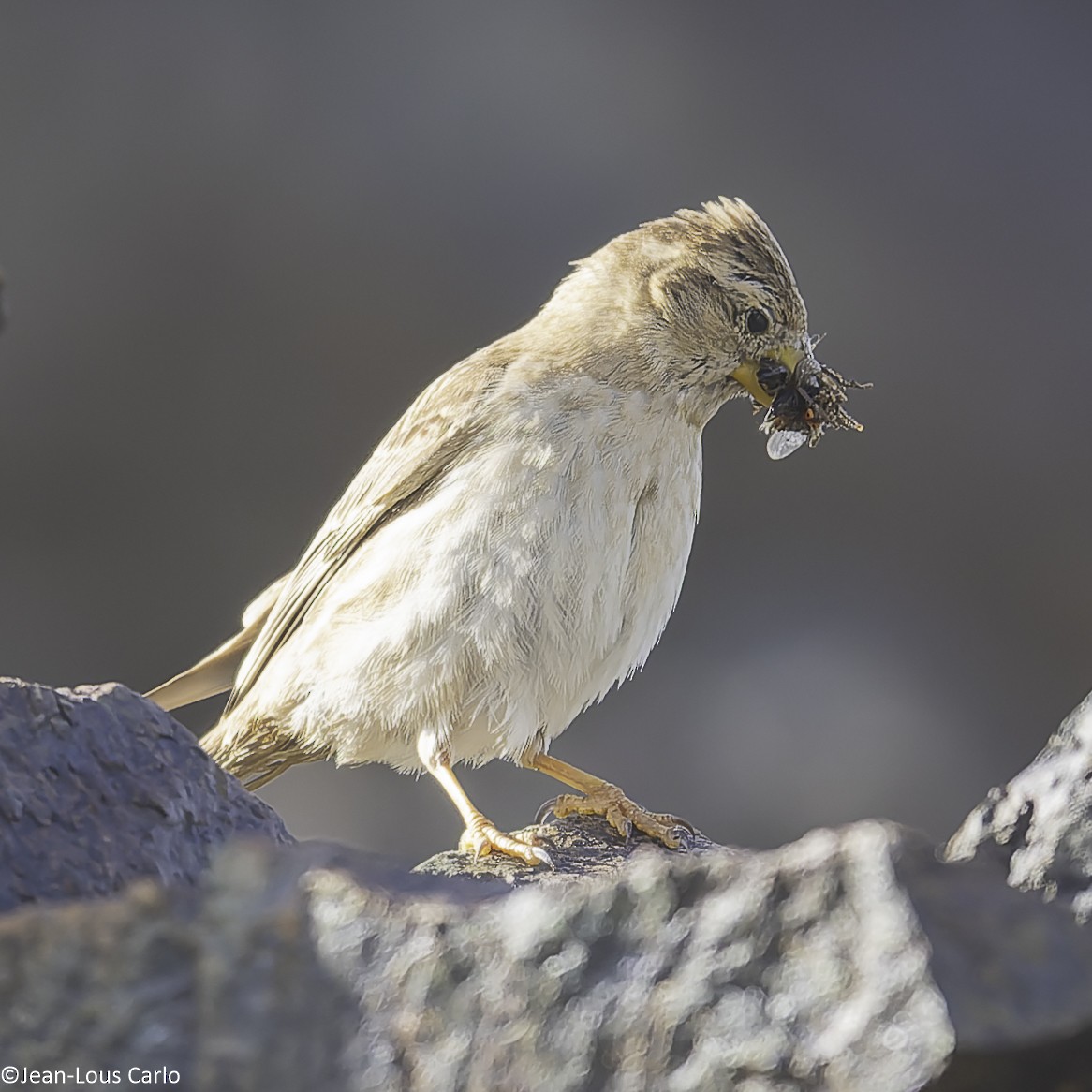 Rock Sparrow - ML638326365