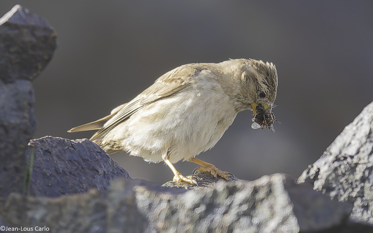 Rock Sparrow - ML638326366