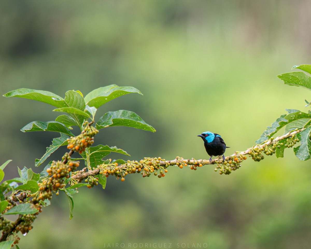Scarlet-thighed Dacnis - ML638326368