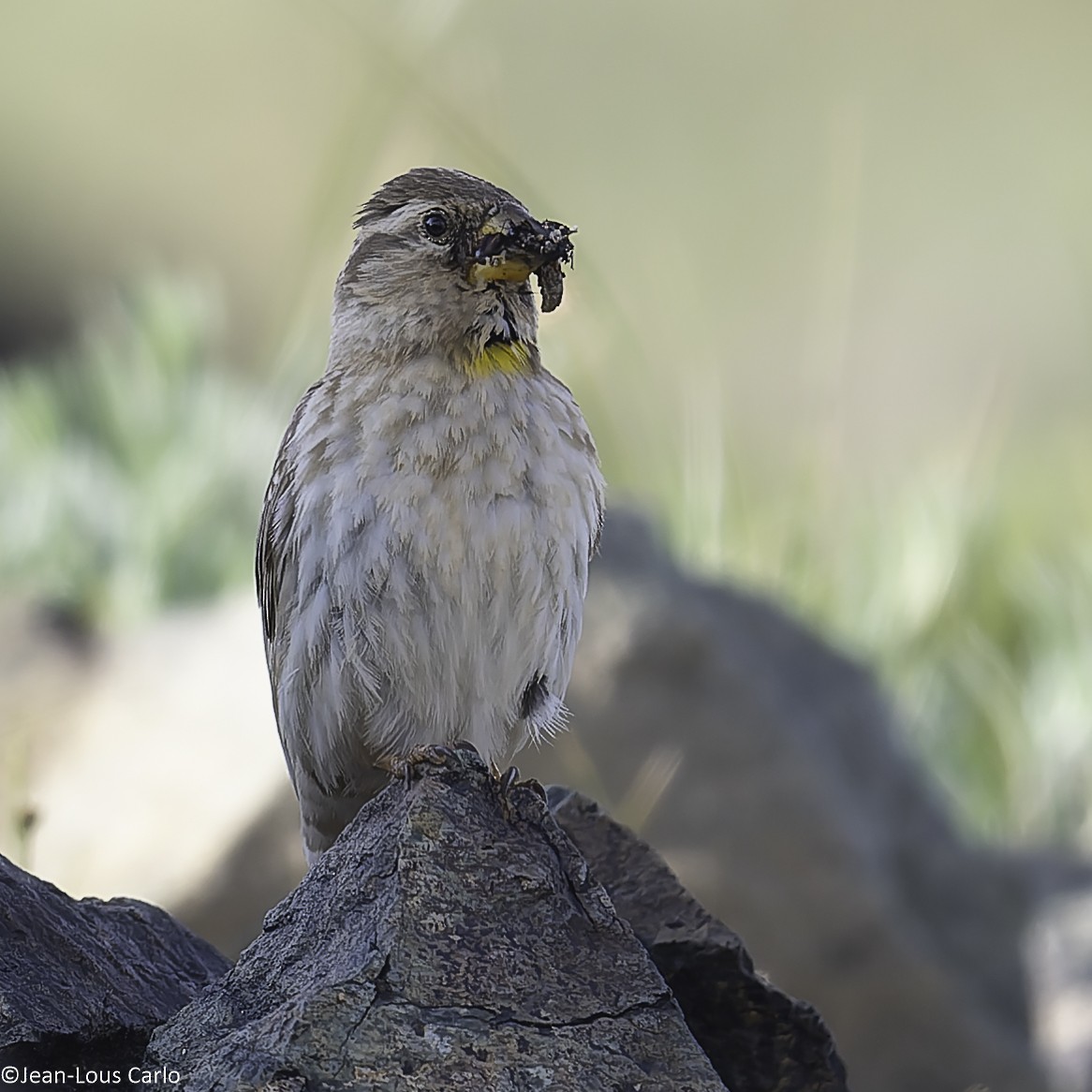 Rock Sparrow - ML638326372