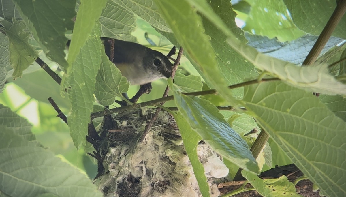 American Redstart - ML638326373