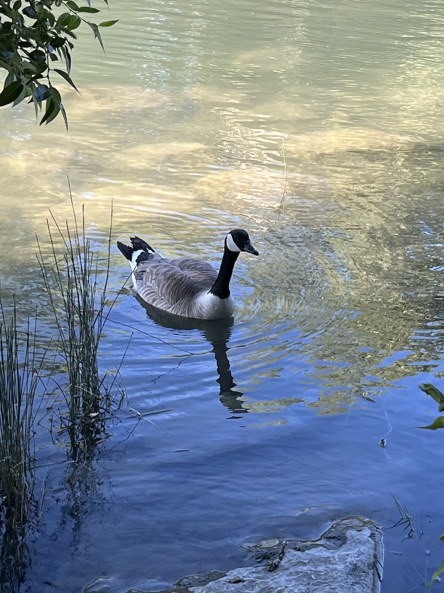 Canada Goose - ML638326389