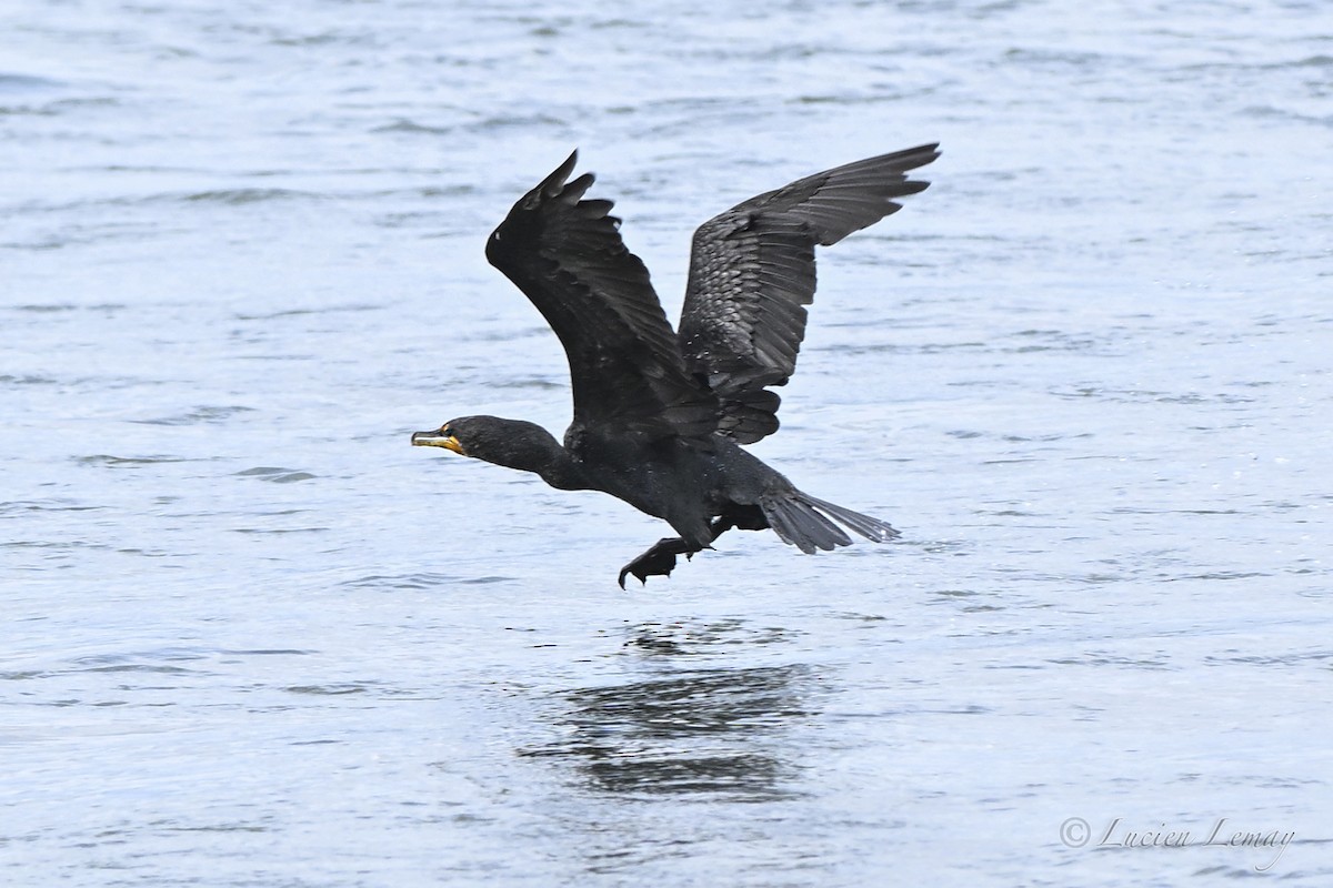 Double-crested Cormorant - ML638326392