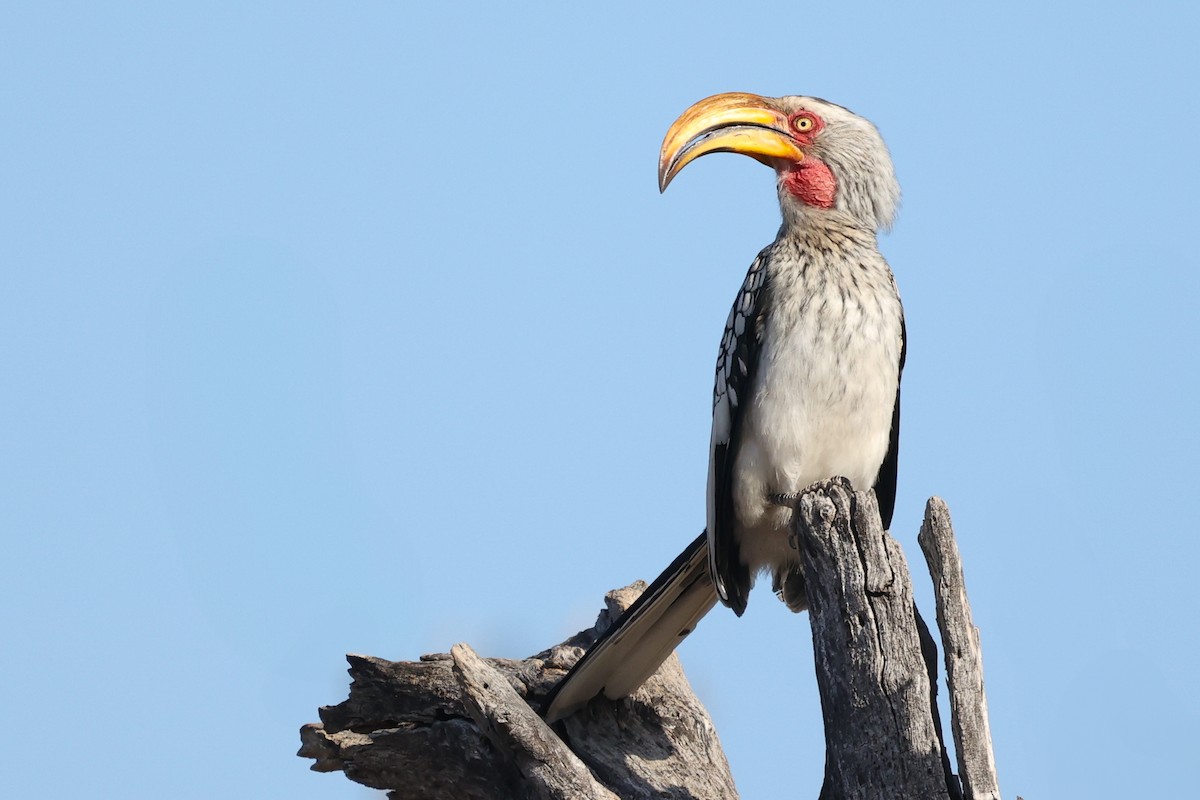 Southern Yellow-billed Hornbill - ML638326401