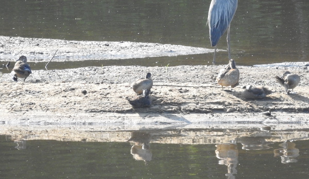 Wood Duck - ML638326414