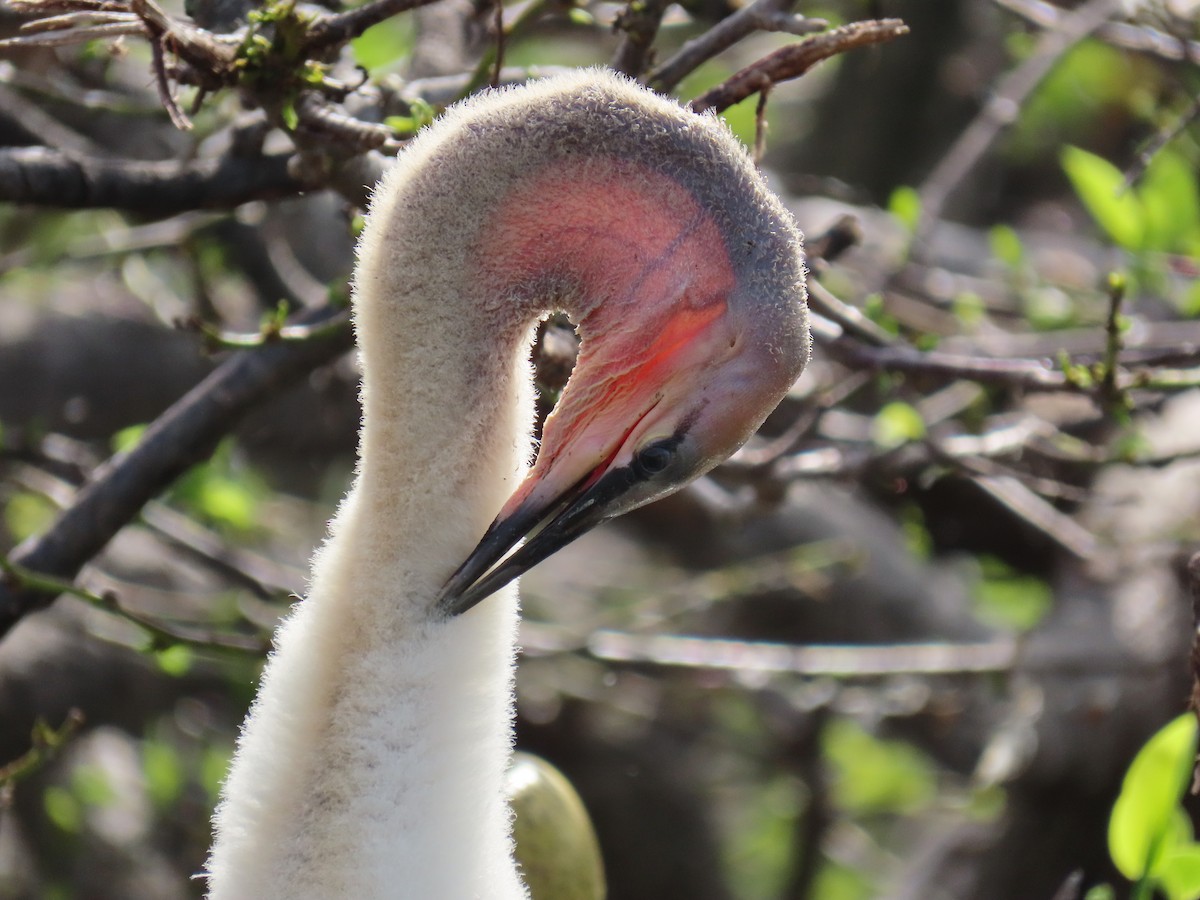 Anhinga amerikarra - ML638326419