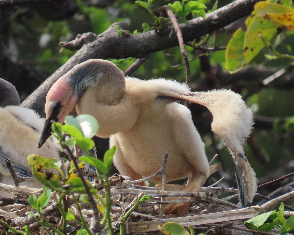 Anhinga amerikarra - ML638326420