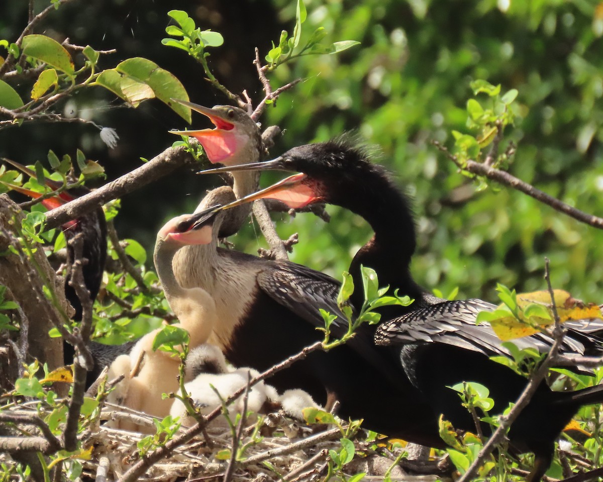 Anhinga amerikarra - ML638326430