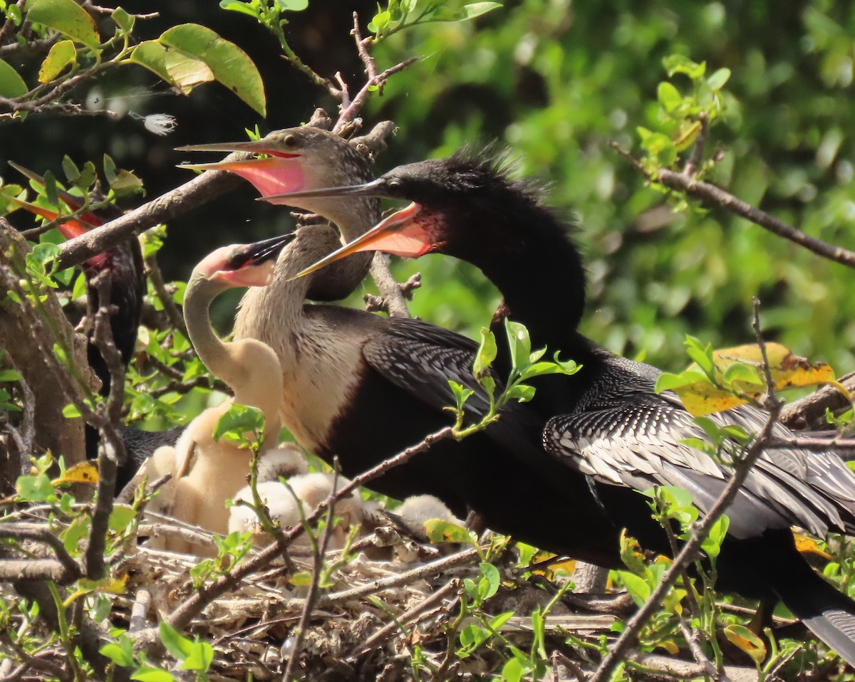 Anhinga amerikarra - ML638326431