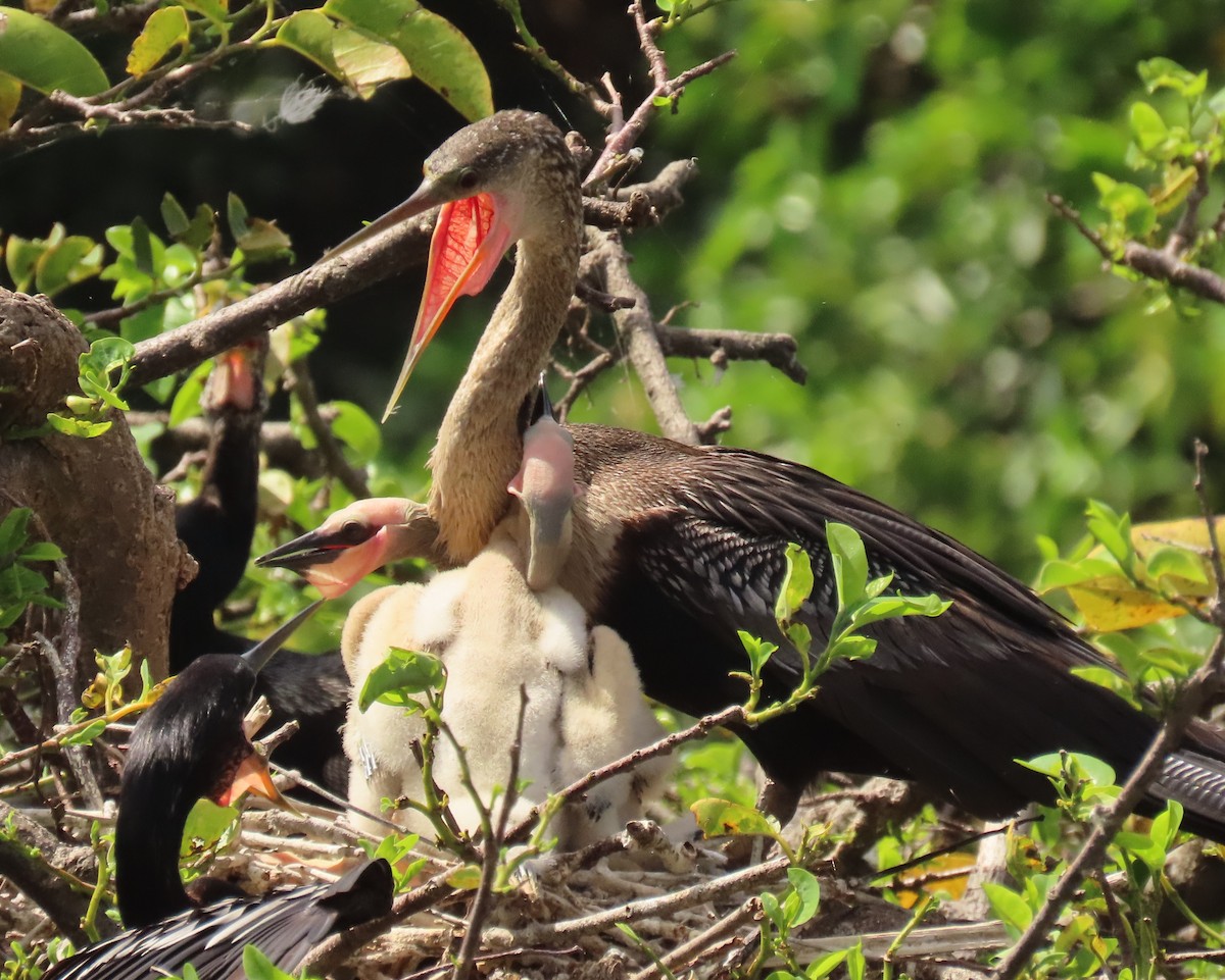 Anhinga amerikarra - ML638326432