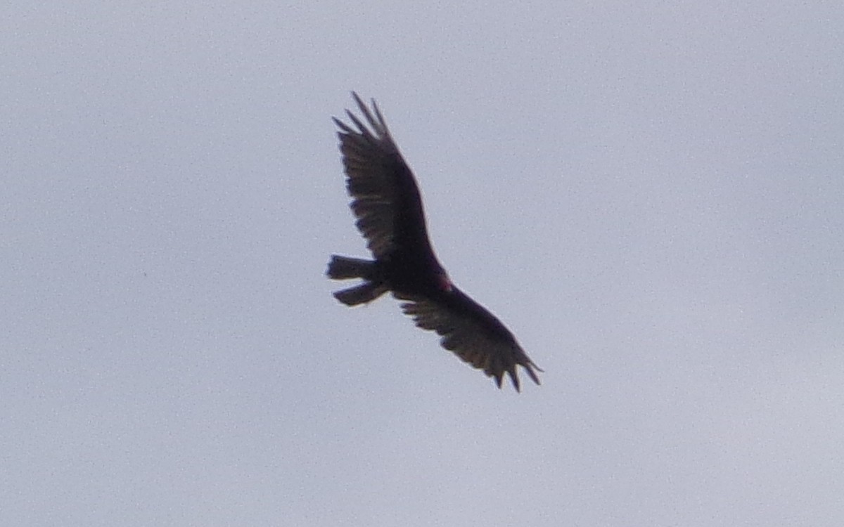 Aura Gallipavo - ML638326433