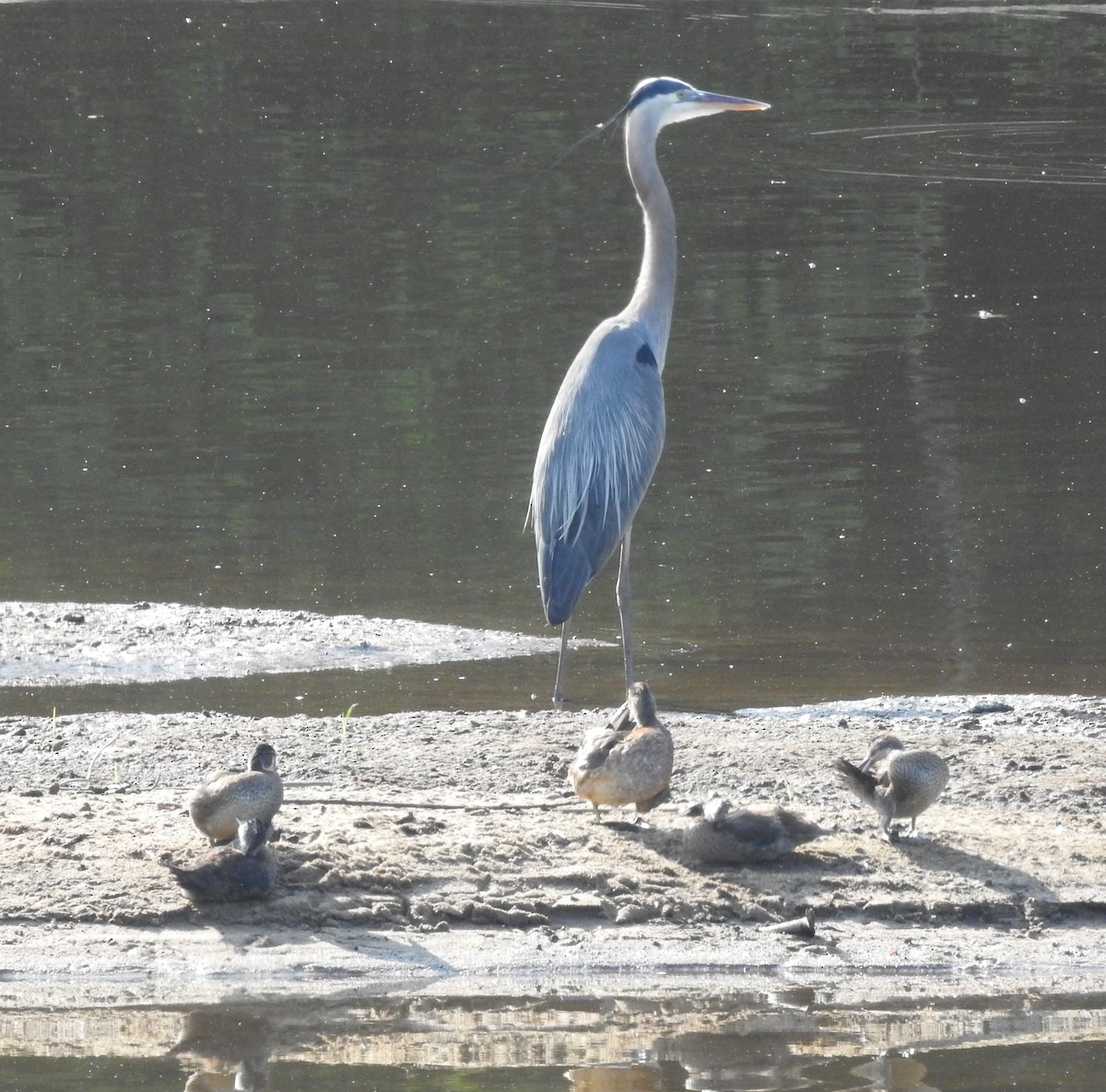 Garza Azulada - ML638326434