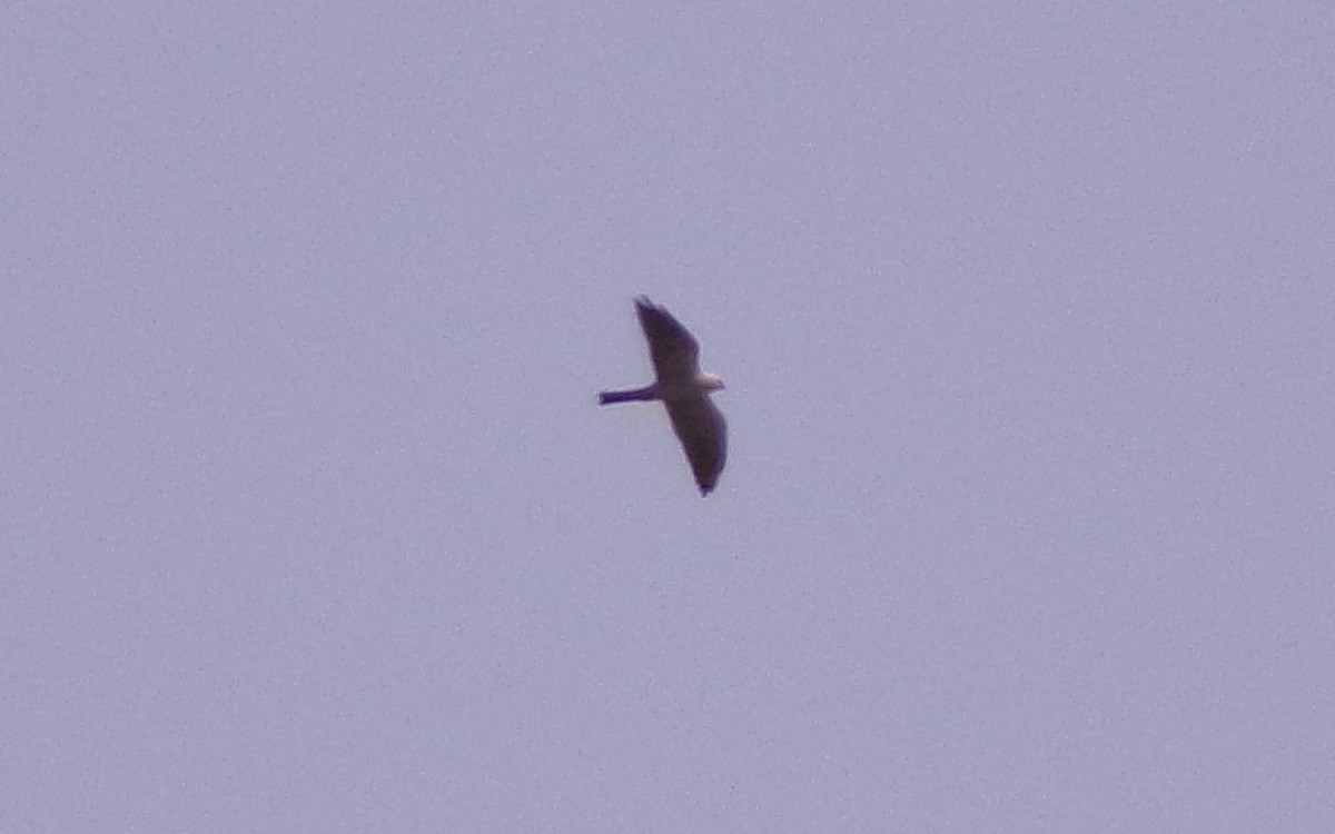 Missisipi Çaylağı - ML638326438