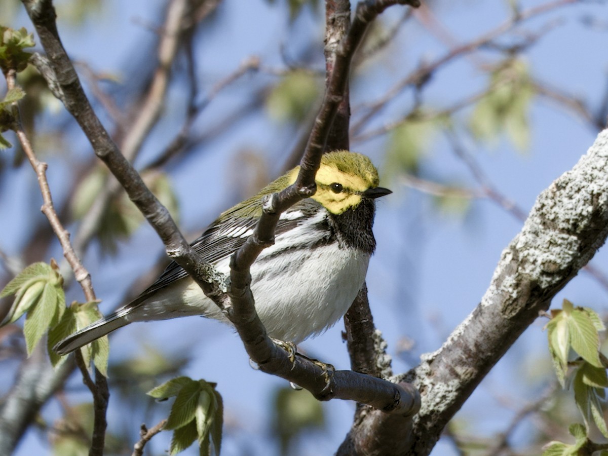 Black-throated Green Warbler - ML638326439
