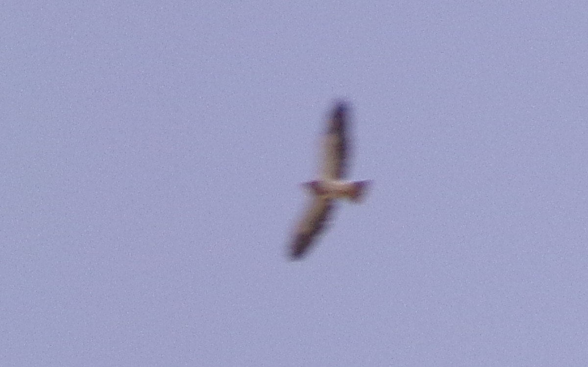 Swainson's Hawk - ML638326442