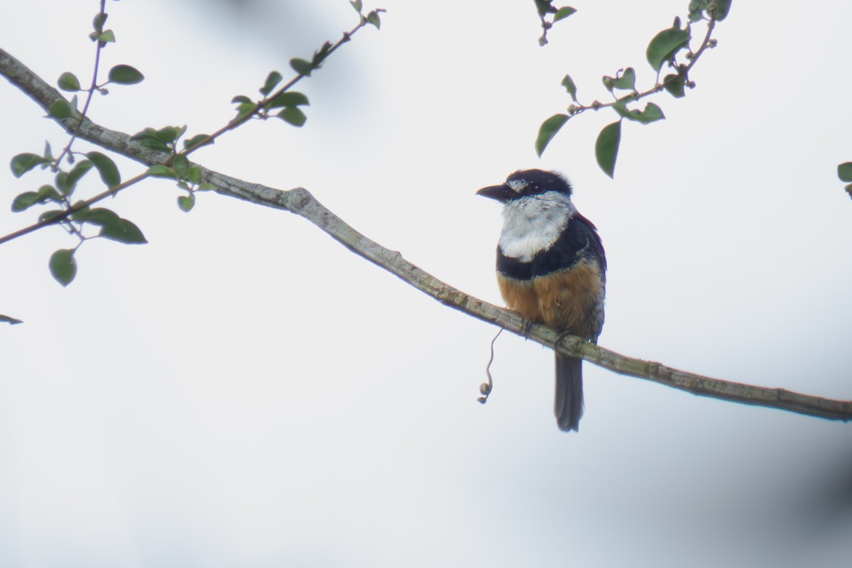 Buff-bellied Puffbird - ML638326446