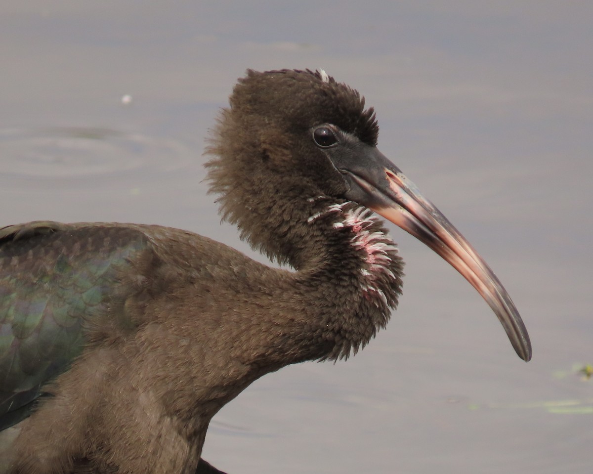 Ibis falcinelle - ML638326447