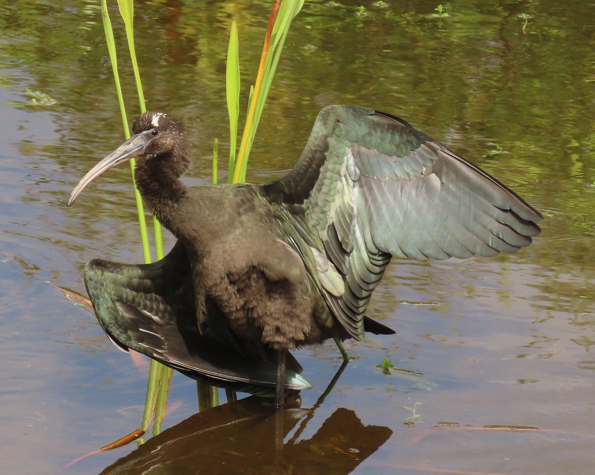 Ibis falcinelle - ML638326448