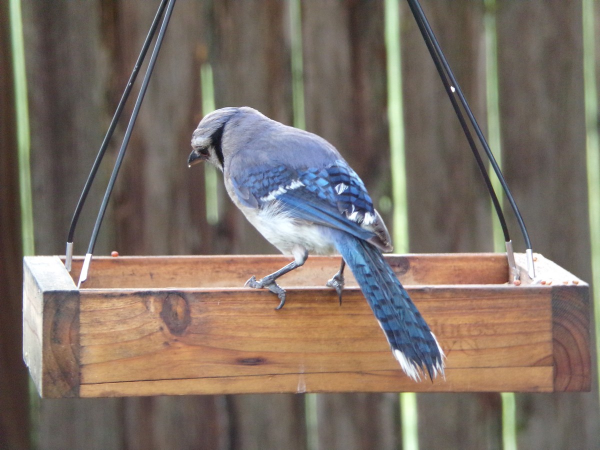 Blue Jay - ML638326463