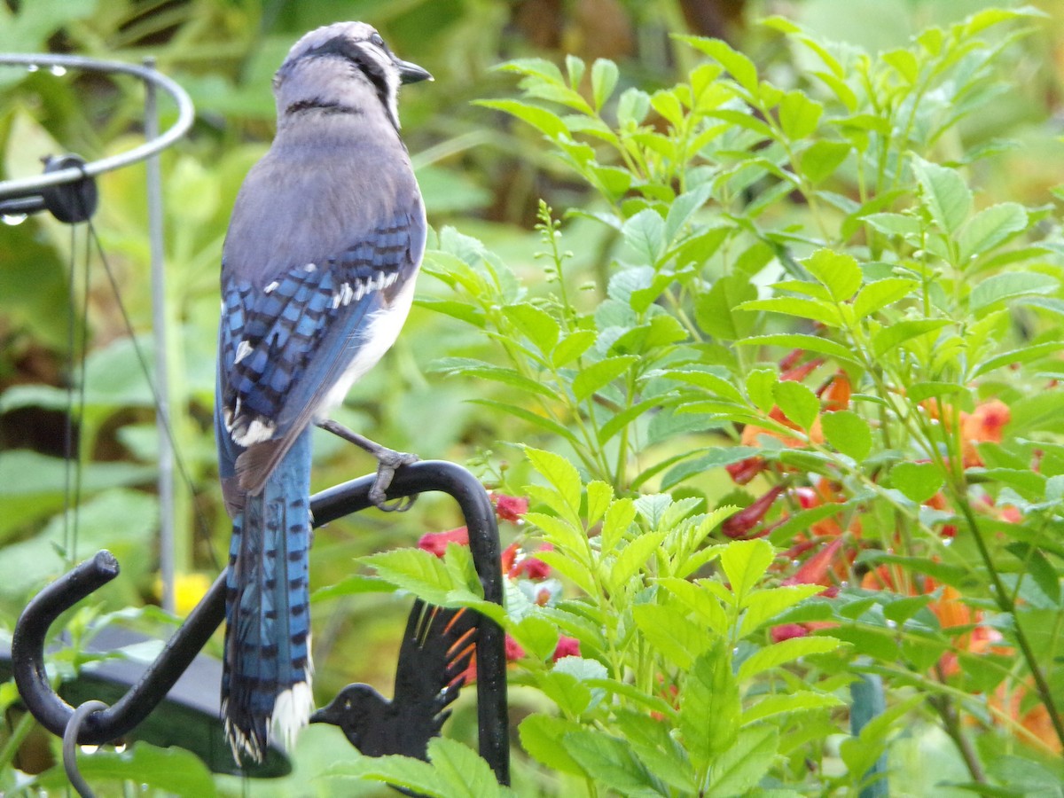 Blue Jay - ML638326467