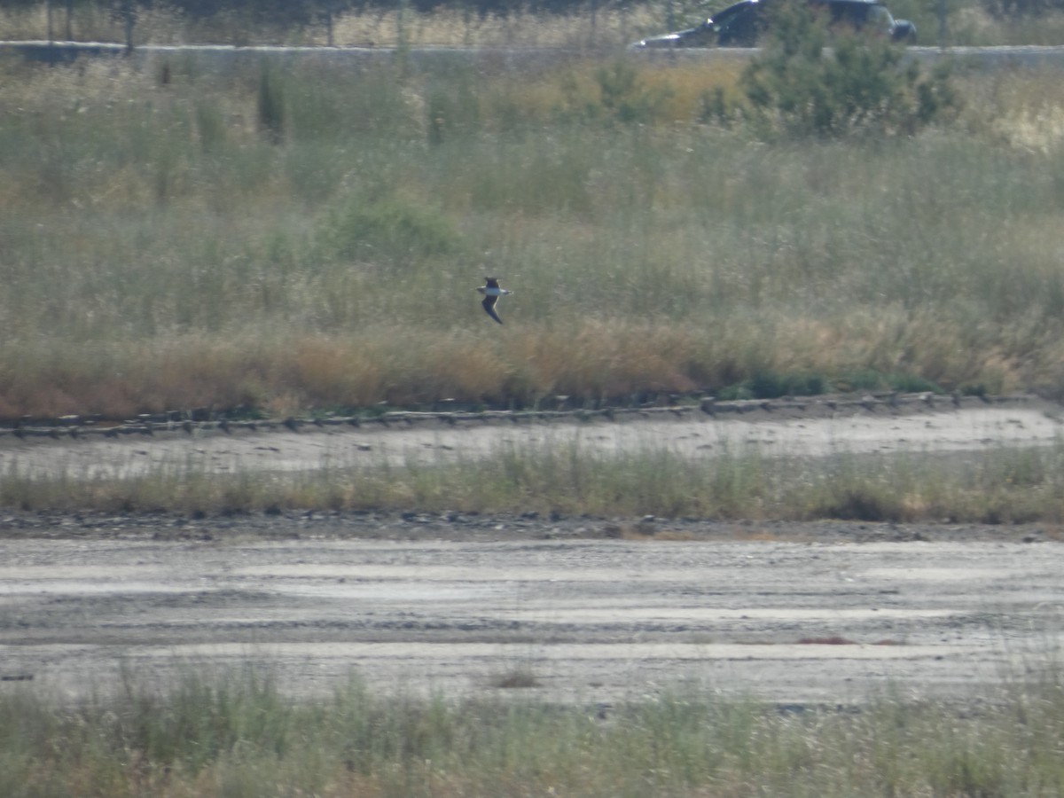 Collared Pratincole - ML638326470