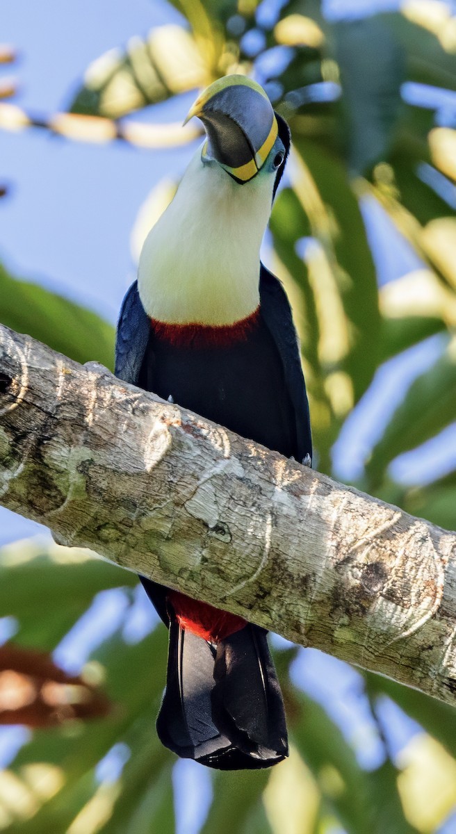 Channel-billed Toucan - ML638326472
