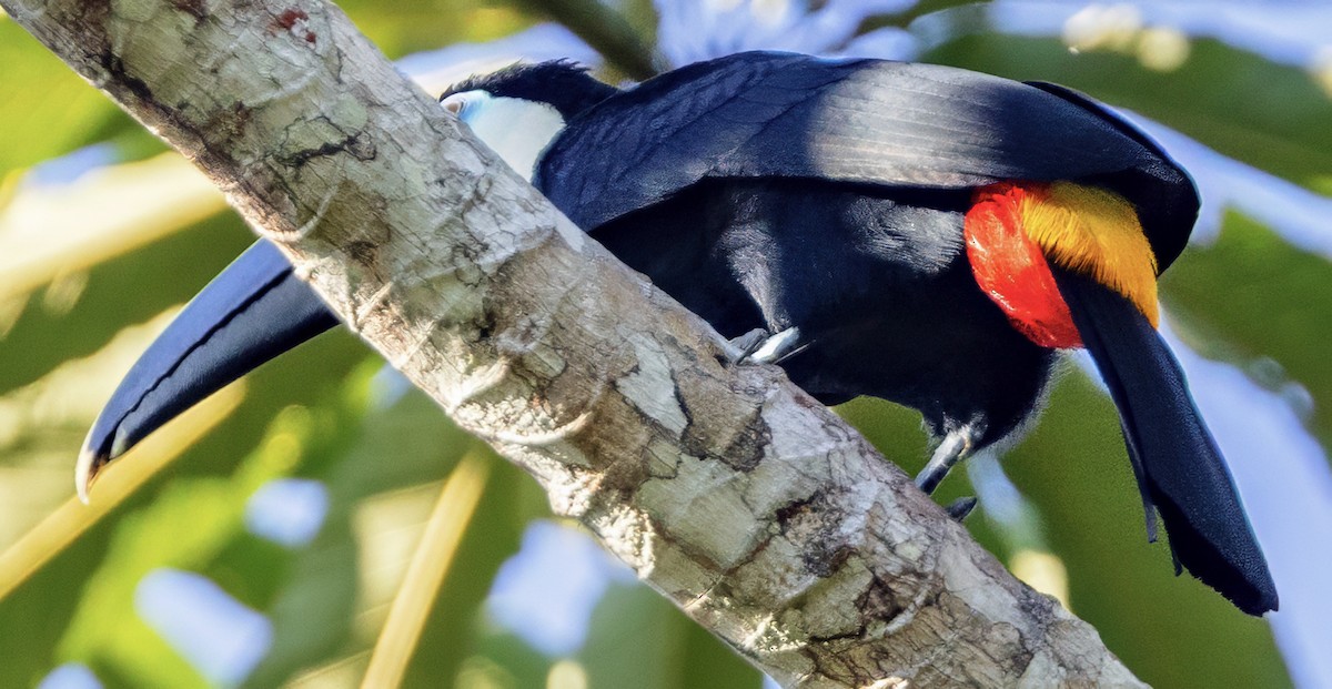 Channel-billed Toucan - ML638326473