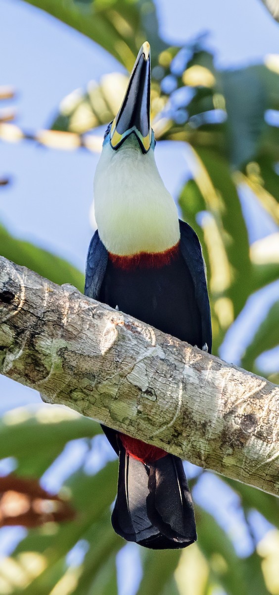 Channel-billed Toucan - ML638326474