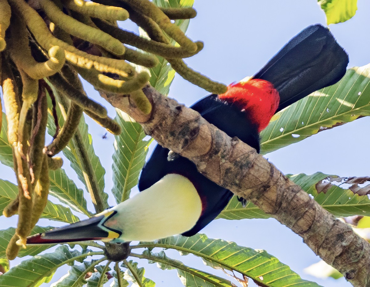 Channel-billed Toucan - ML638326475