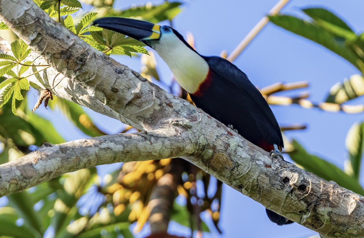 Channel-billed Toucan - ML638326476