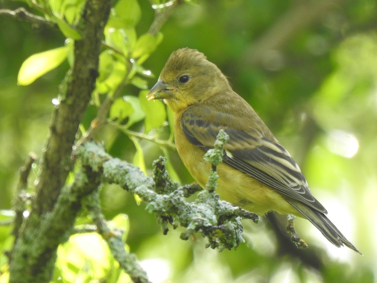 Lesser Goldfinch - ML638326477