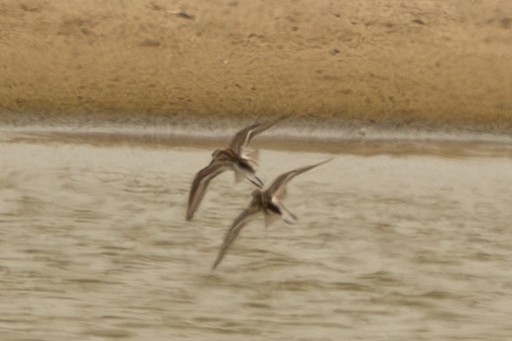 Western Sandpiper - ML638326494