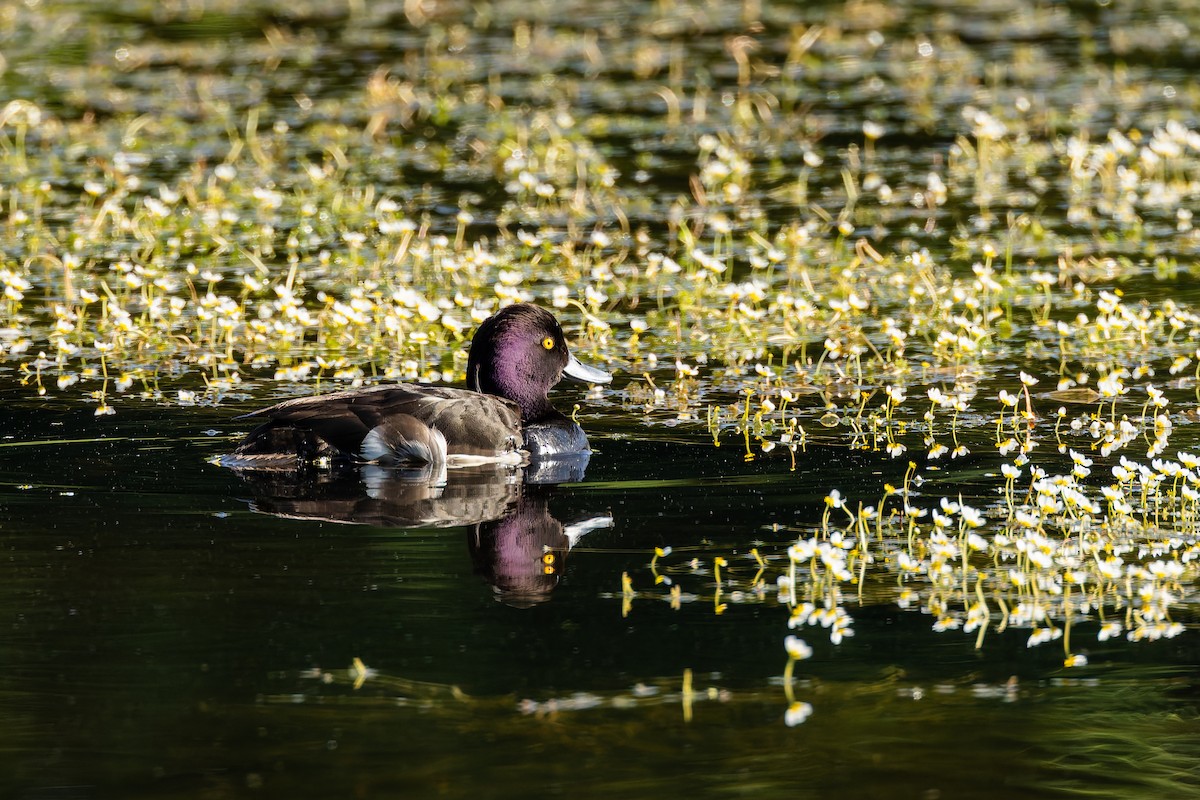 鳳頭潛鴨 - ML638326495