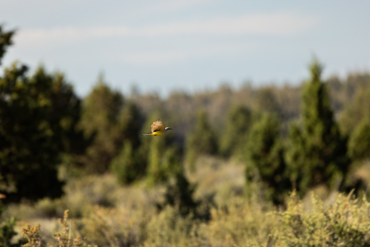 Western Kingbird - ML638326496