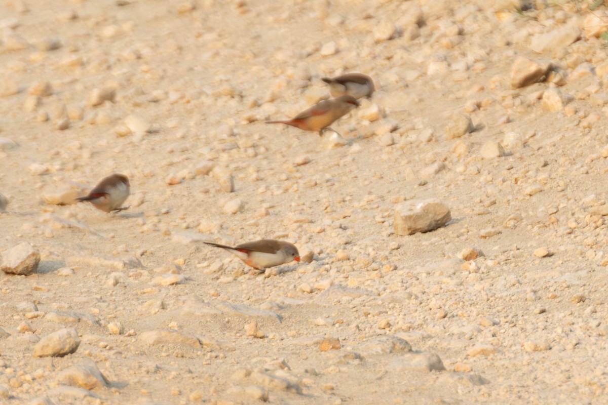 Fawn-breasted Waxbill - ML638326498