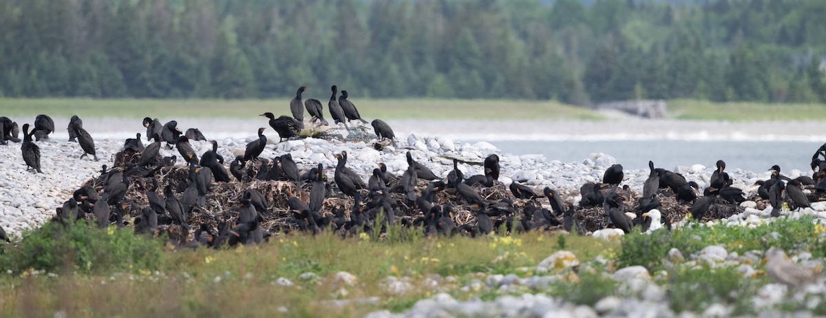 Double-crested Cormorant - ML638326528