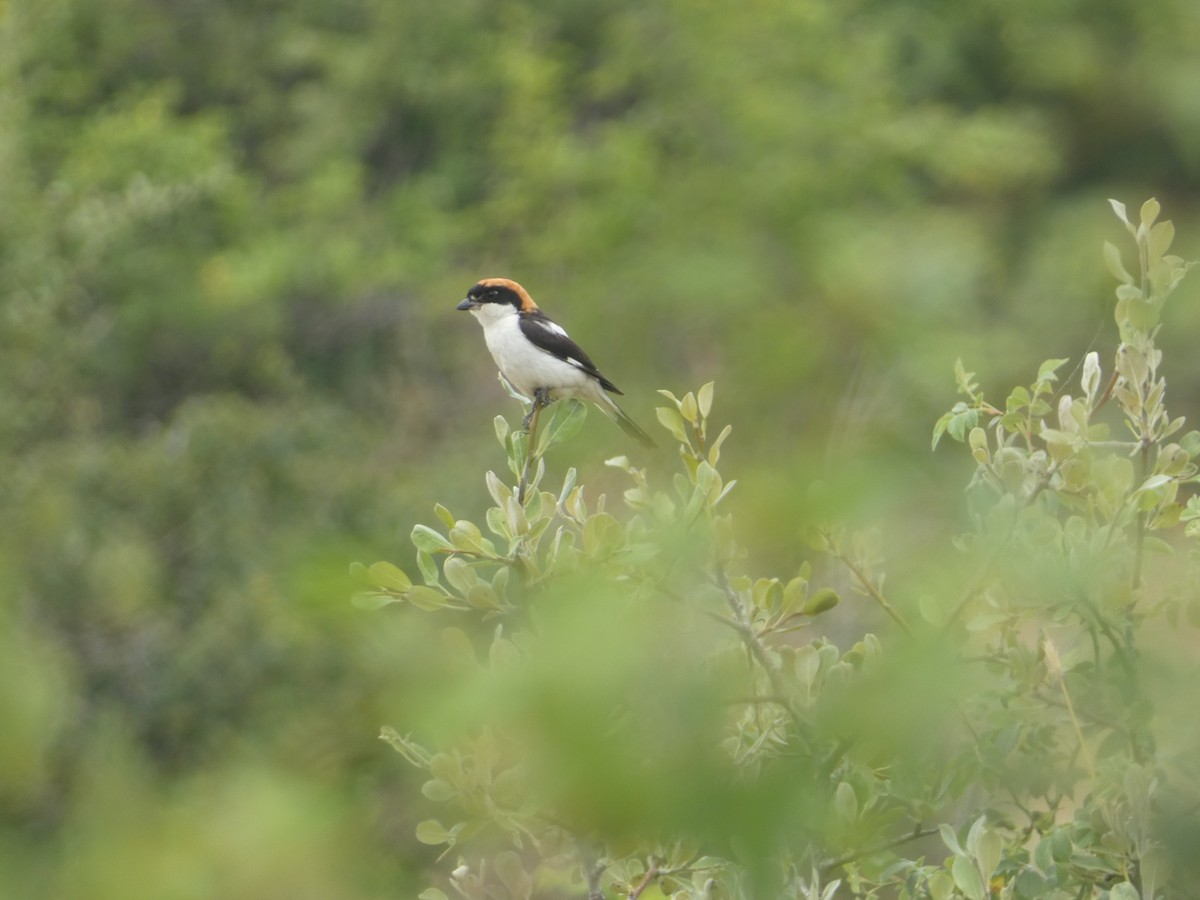Woodchat Shrike - ML638326564