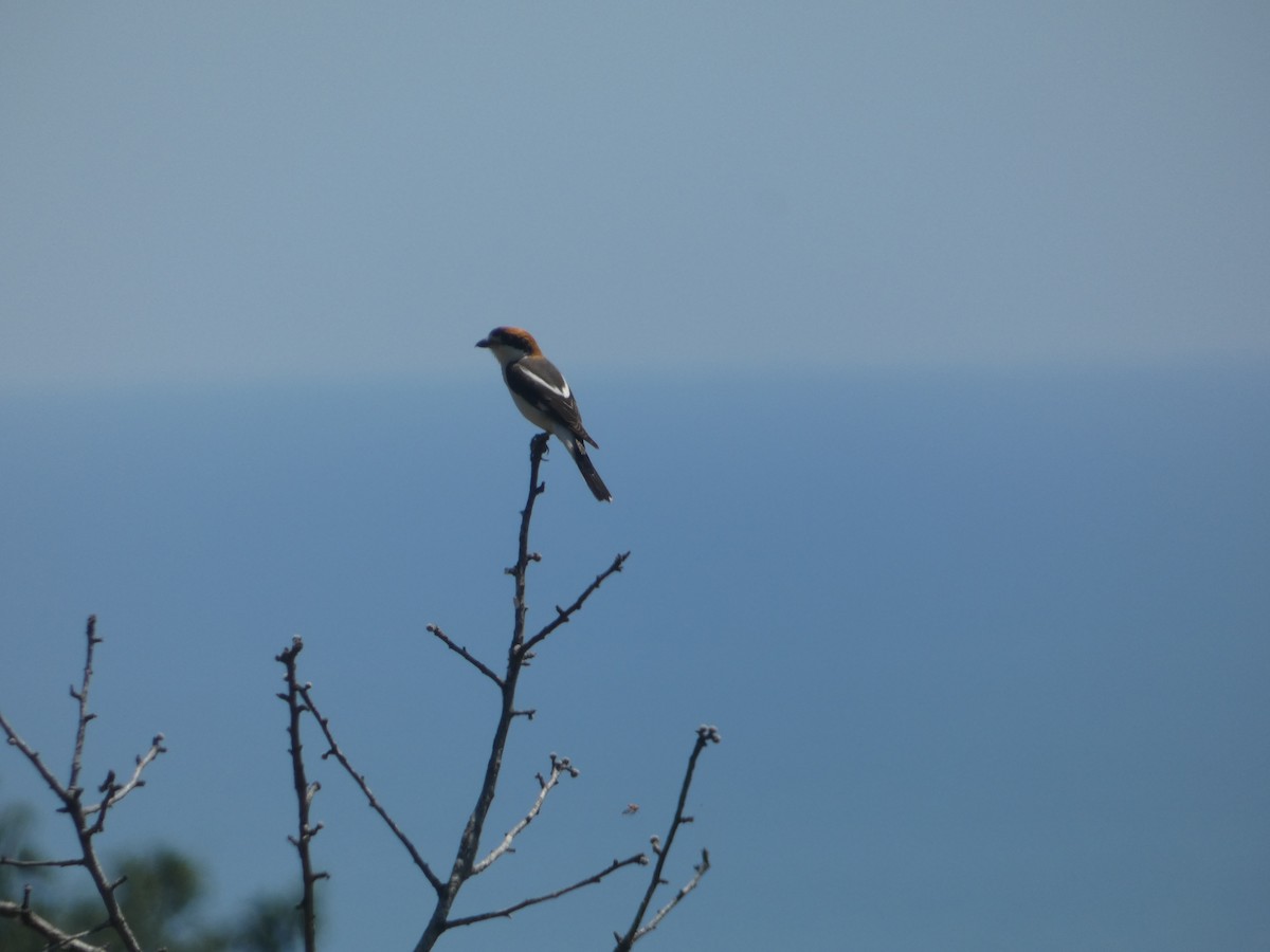 Woodchat Shrike - ML638326575