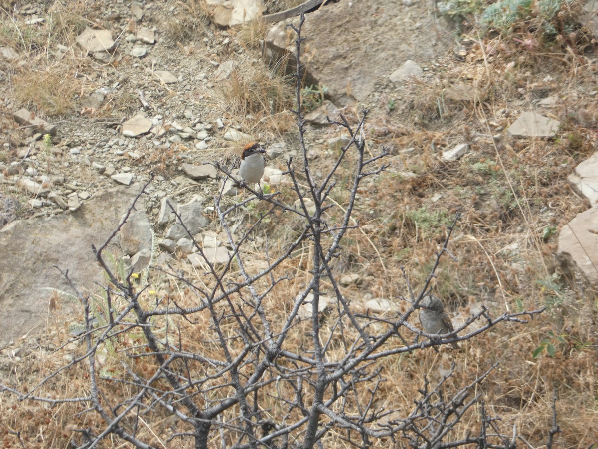 Woodchat Shrike - ML638326576