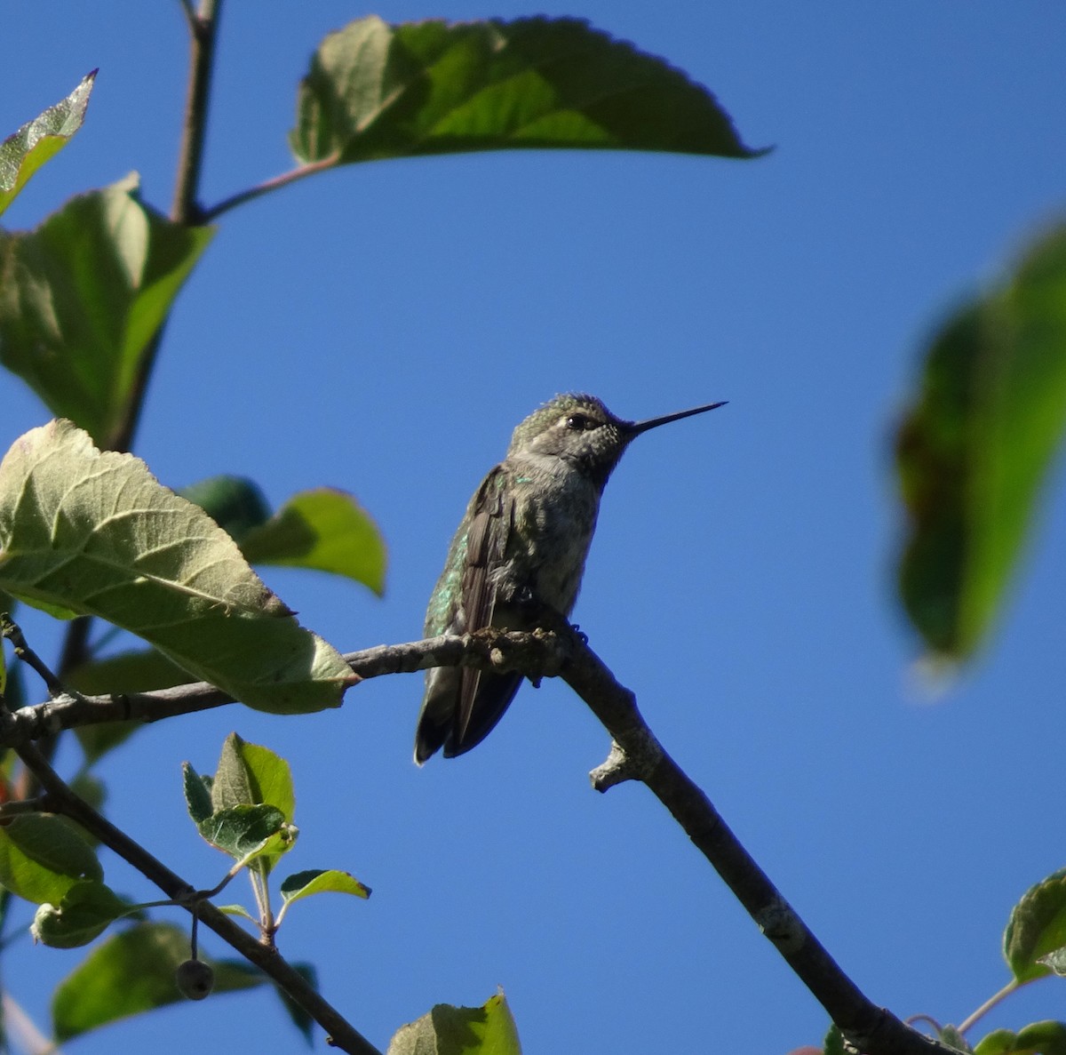 Colibri d'Anna - ML638326583