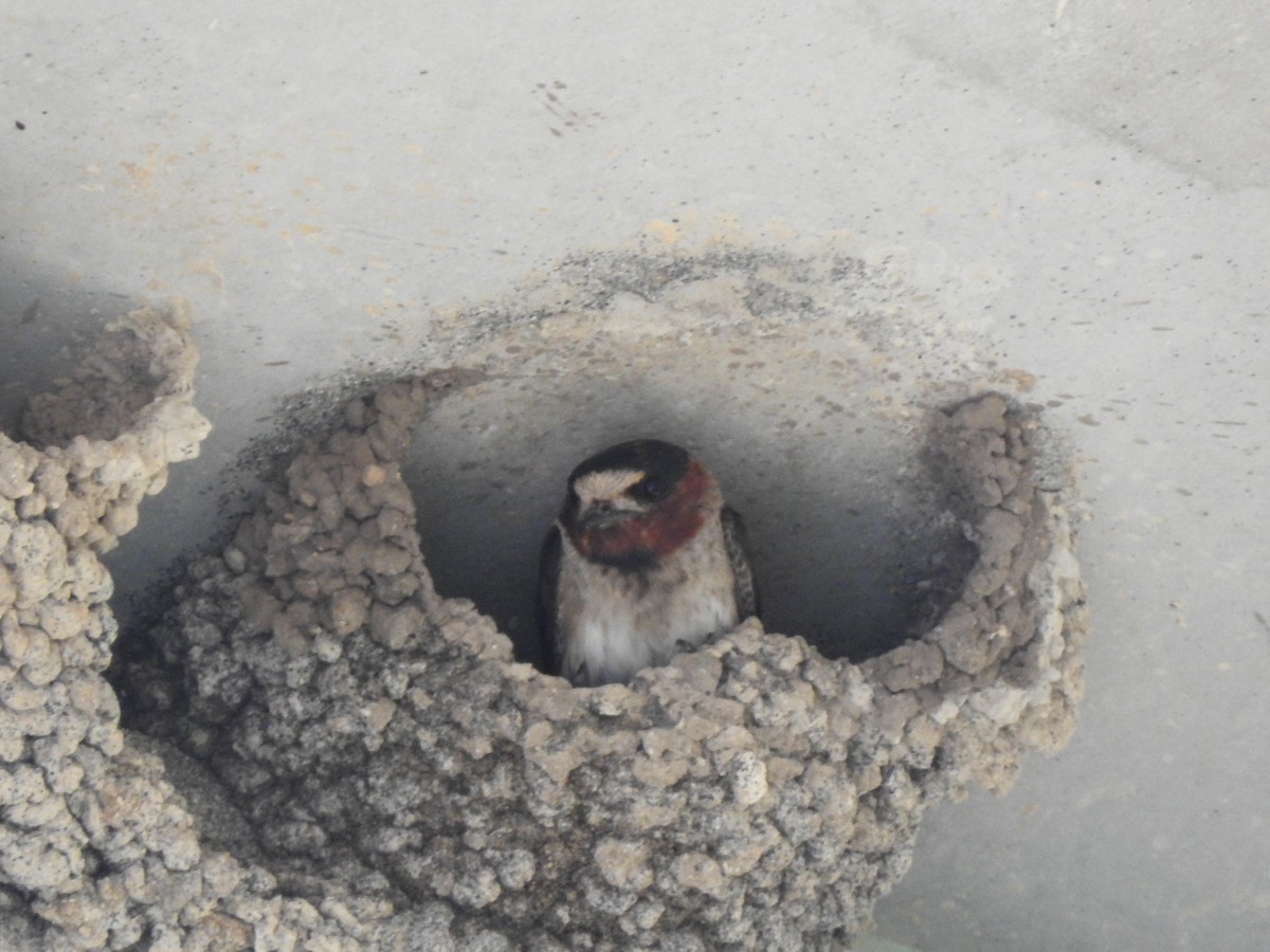 Golondrina Risquera - ML638326588
