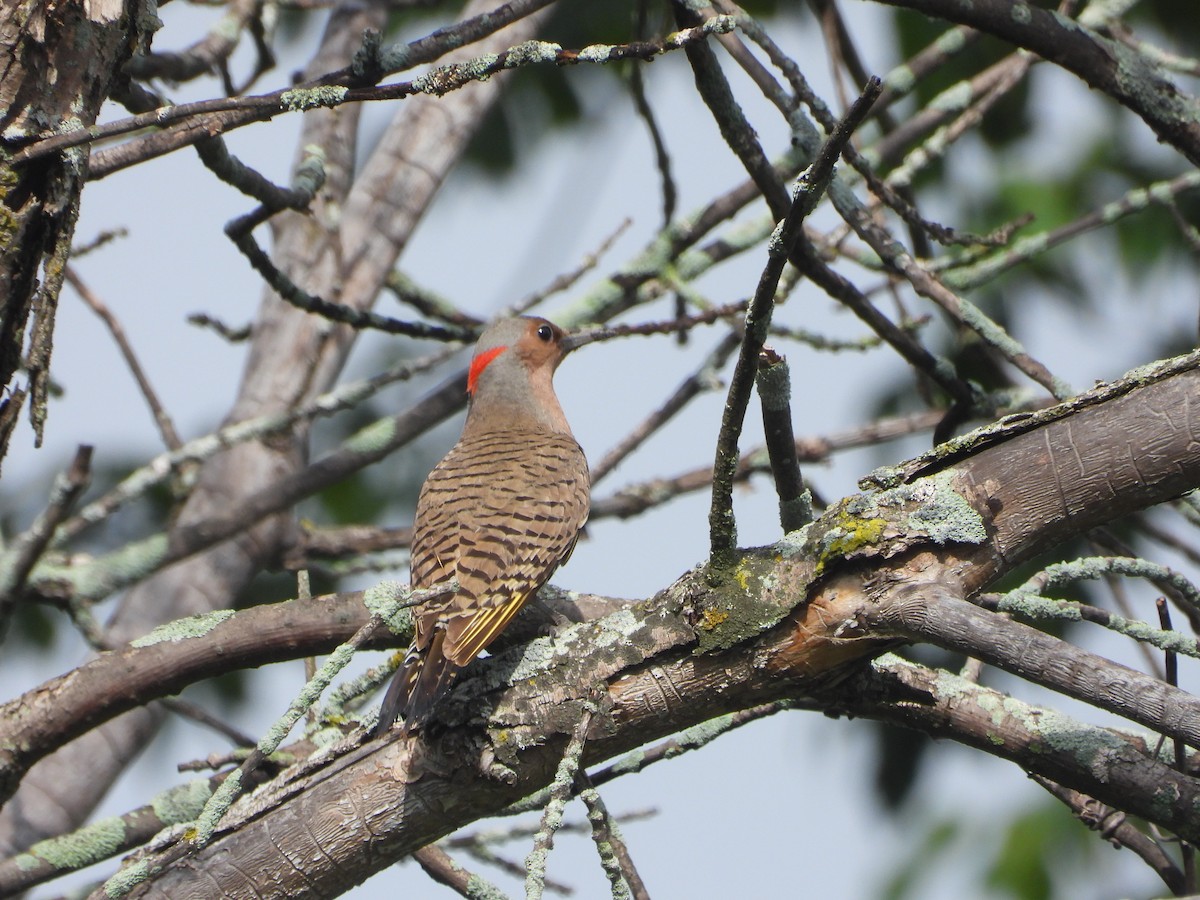 Carpintero Escapulario - ML638326591