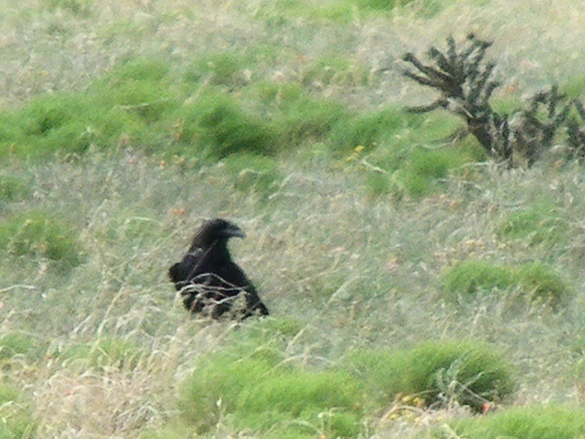 kaktusravn - ML638326595