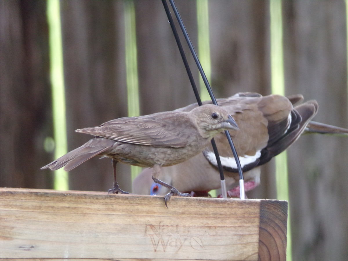 Brown-headed Cowbird - ML638326601