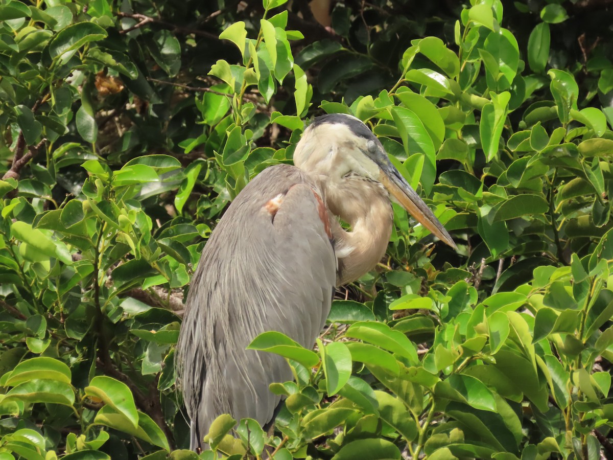 Garza Azulada - ML638326609
