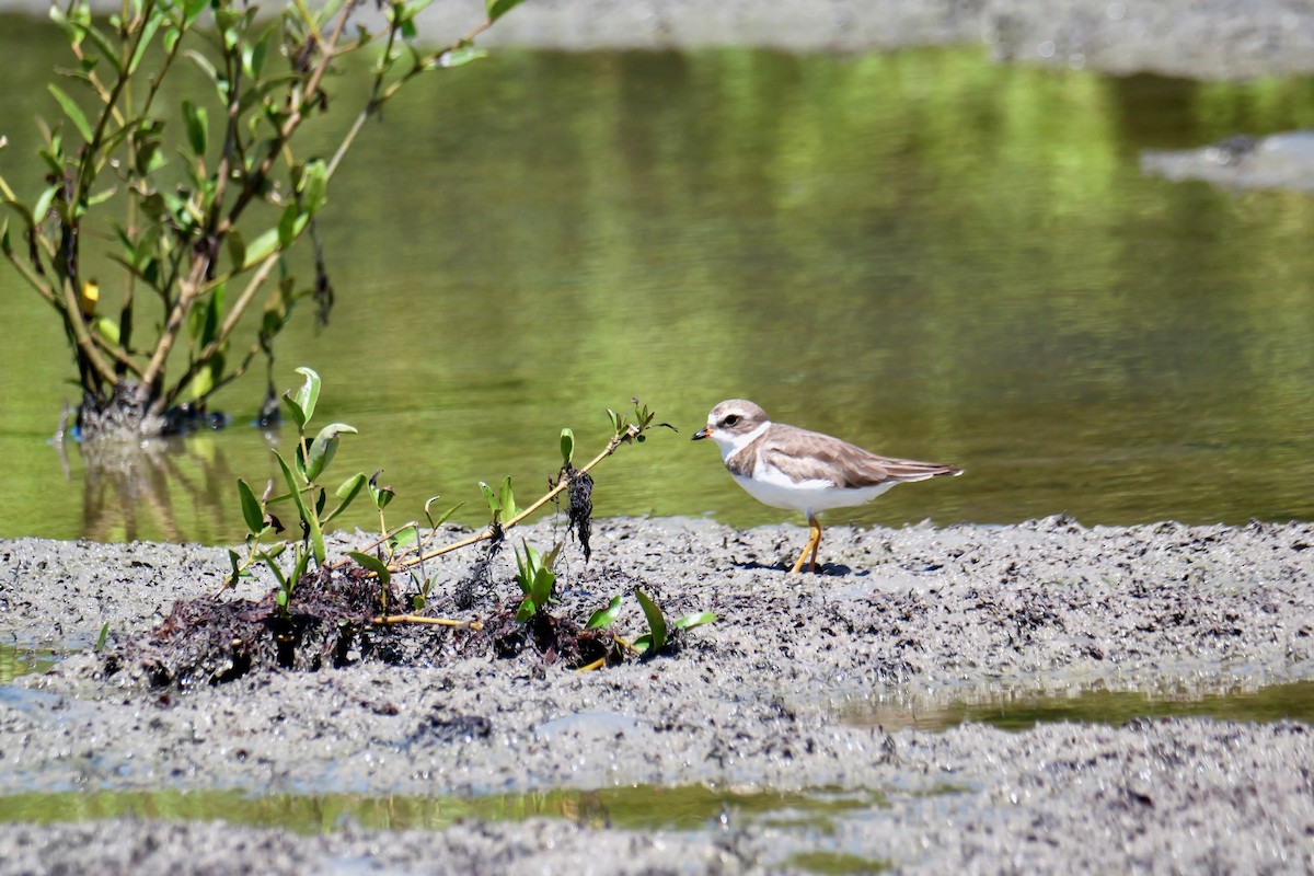 Semipalmated Plover - ML638326613