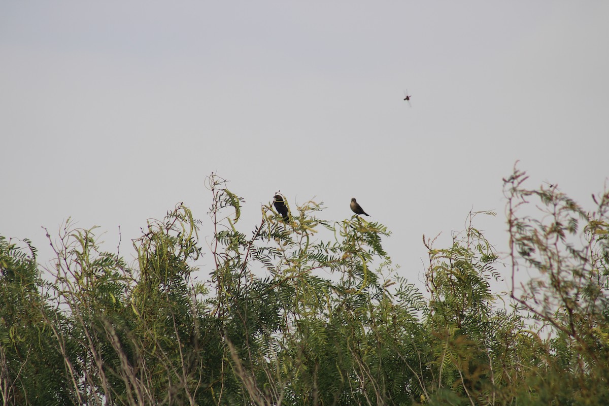 Brown-headed Cowbird - ML638326614
