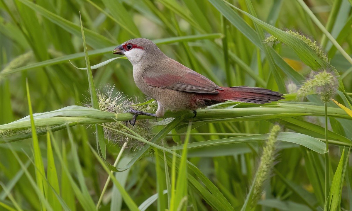 rødgumpastrild - ML638326615