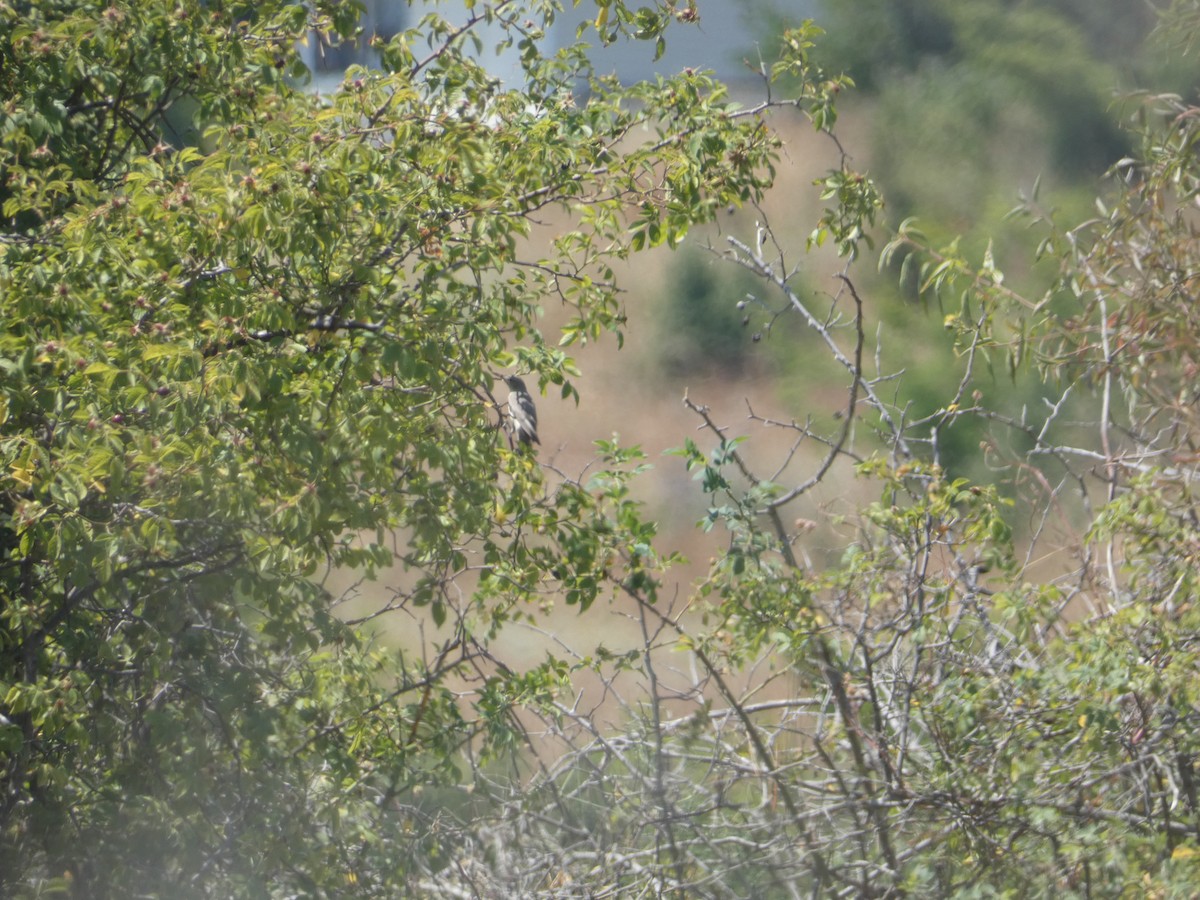 Olive-tree Warbler - ML638326617